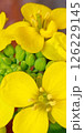 白菜の花とつぼみ 126229145