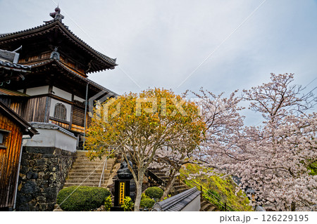 潮音山 観音院の桜 126229195