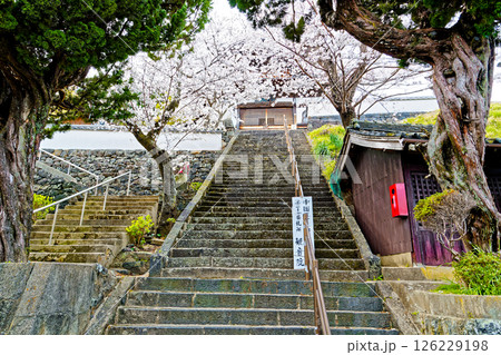潮音山 観音院の桜 126229198