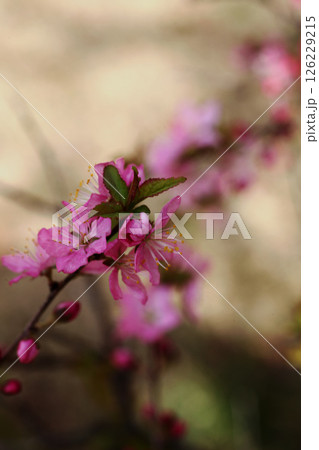 ニワウメの花 126229215