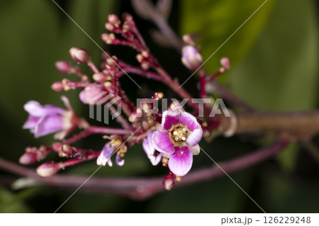 スターフルーツの花 126229248