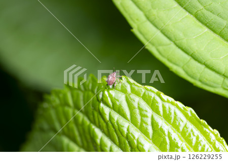 ツツジトゲムネサルゾウムシ 126229255