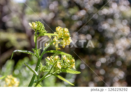 カラシナの変種で葉や茎に辛味があるタカナの花 カラシナの変種で葉や茎に辛味があるタカナの花 126229292