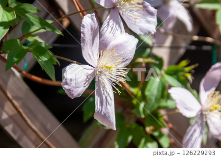 クレマチス モンタナ系、淡いピンクの花弁【中国原産】 クレマチス モンタナ系、淡いピンクの花弁【中国原産】 126229293