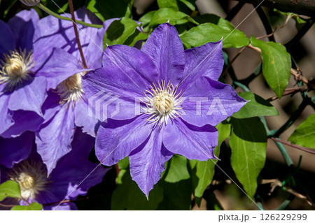 優雅な花クレマチス、ザ・プレジデント【キンポウゲ科センニンソウ属】 126229299