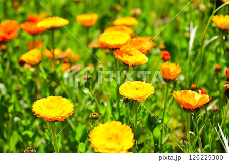 色鮮やかなキンセンカ 126229300