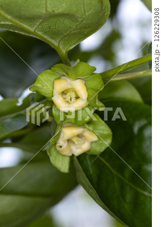 柿の花 126229308