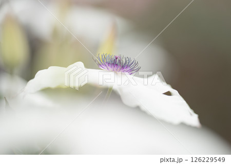 光のベールに包まれて咲くもの 126229549