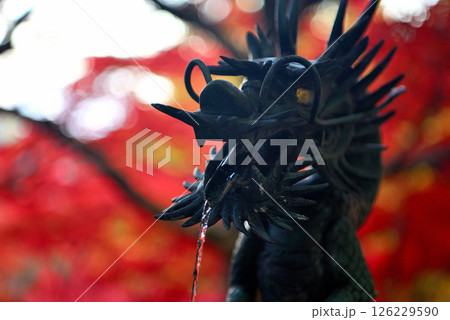 関東・紅葉の大山詣り・紅葉に包まれた大山寺の境内のイメージ、手水舎の龍・神奈川県伊勢原市(1) 126229590