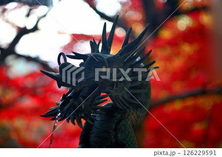 関東・紅葉の大山詣り・紅葉に包まれた大山寺の境内のイメージ、手水舎の龍・神奈川県伊勢原市(2) 関東・紅葉の大山詣り・紅葉に包まれた大山寺の境内のイメージ、手水舎の龍・神奈川県伊勢原市(2) 126229591