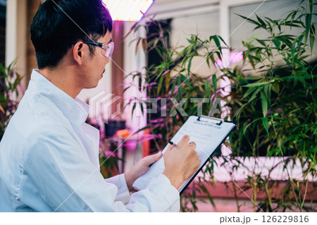 Asian man checking hemp plants in the field writing on clipboard in front of a plant of a cannabis sativa, Scientist wearing safety goggles check quality control marijuana researcher, herbal medicine 126229816