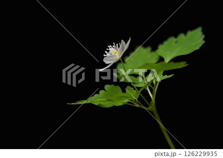 キンポウゲ科の絶滅危惧種、ミノシロカネソウの花 キンポウゲ科の絶滅危惧種、ミノシロカネソウの花 126229935