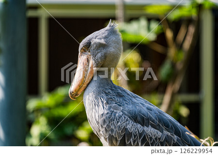 横から見たハシビロコウ 横から見たハシビロコウ 126229954