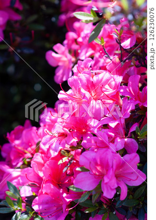 満開に咲き誇るつつじ 126230076