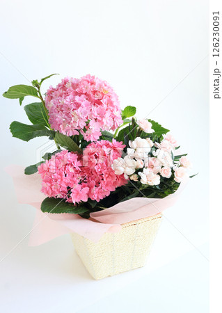 母の日の鉢植え　紫陽花・ダイアンサス 126230091