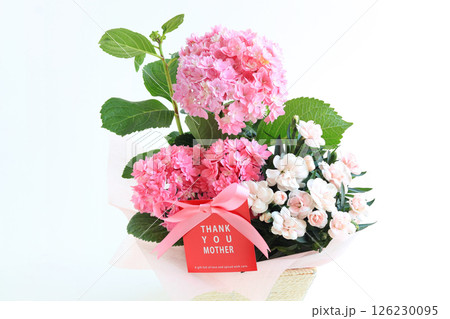 母の日の鉢植え 紫陽花・ダイアンサス 母の日の鉢植え 紫陽花・ダイアンサス 126230095