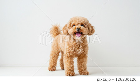 茶色い毛の可愛いトイプードル犬がシンプルな背景でカメラ目線で笑顔で笑って立っている様子 126230120