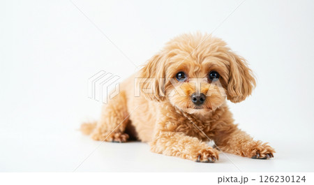 茶色い毛の可愛いトイプードル犬がシンプルな背景でカメラ目線で不安な表情で悲しんでいる様子 126230124