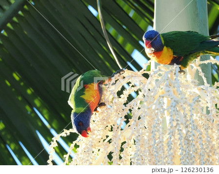 ゴシキセイガイインコ　Discovery Parks - Rockhampton,Koongal 126230136