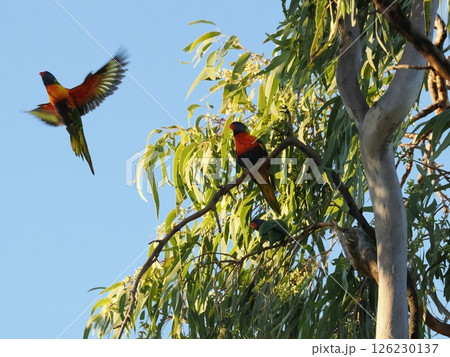 ゴシキセイガイインコ Discovery Parks - Rockhampton,Koongal ゴシキセイガイインコ Discovery Parks - Rockhampton,Koongal 126230137