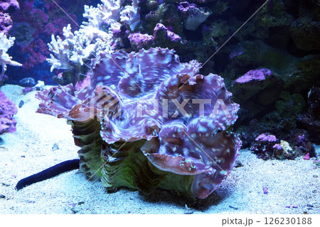 ヒレシャコガイ 126230188