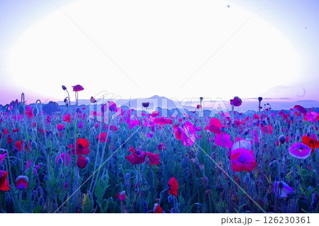 小貝川ふれあい公園の ポピー畑と筑波山/茨城県下妻市 小貝川ふれあい公園の ポピー畑と筑波山/茨城県下妻市 126230361