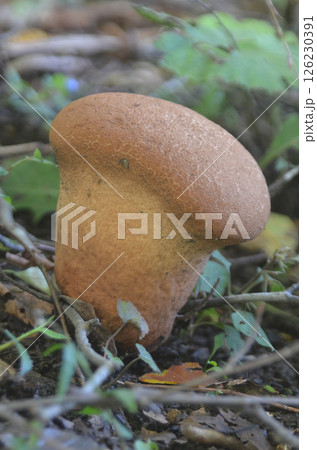 パンのようなキノコ　縦画像 126230391
