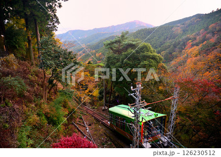 関東・紅葉の大山詣り・大山阿夫利神社駅から紅葉の山肌を滑り降りるケーブルカー・神奈川県伊勢原市(2) 126230512