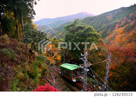 関東・紅葉の大山詣り・大山阿夫利神社駅から紅葉の山肌を滑り降りるケーブルカー・神奈川県伊勢原市(3) 126230513