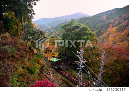 関東・紅葉の大山詣り・大山阿夫利神社駅から紅葉の山肌を滑り降りるケーブルカー・神奈川県伊勢原市(5) 126230515
