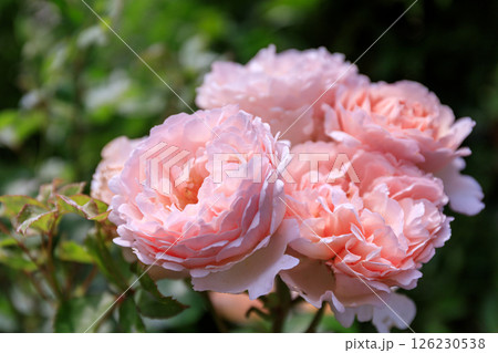 北海道岩見沢市、いわみざわ公園で咲き誇るバラ【7月】 北海道岩見沢市、いわみざわ公園で咲き誇るバラ【7月】 126230538