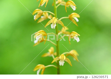 野に咲くラン科コケイランの黄色い花 野に咲くラン科コケイランの黄色い花 126230571