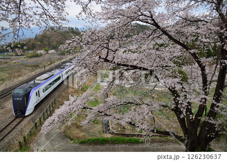 勝沼の桜とE353系中央線特急電車 126230637
