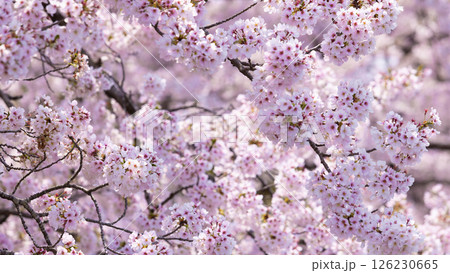 the sakura close up, hitome senbonzakura in spring at Japan, Sendai 126230665