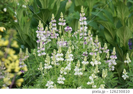ルピナスの花・2025年4月 ルピナスの花・2025年4月 126230810