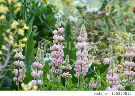 ルピナスの花・2025年4月 ルピナスの花・2025年4月 126230815