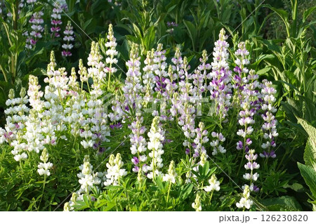 ルピナスの花・2025年4月 126230820