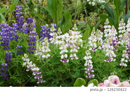 ルピナスの花・2025年4月 126230822