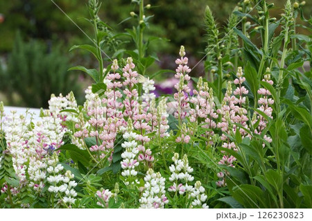 ルピナスの花・2025年4月 ルピナスの花・2025年4月 126230823