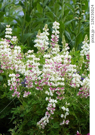 ルピナスの花・2025年4月 ルピナスの花・2025年4月 126230824