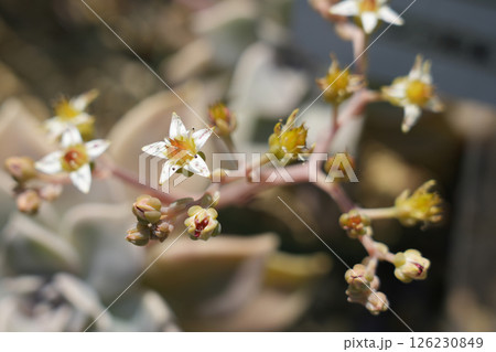 グラプトペタルム朧月の花 グラプトペタルム朧月の花 126230849