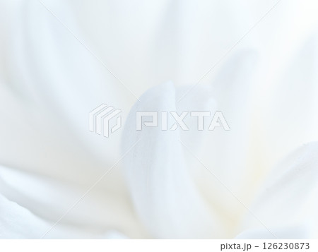 仏花(菊) 仏花(菊) 126230873