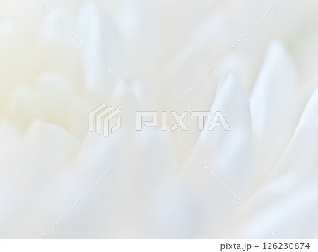 仏花(菊) 仏花(菊) 126230874