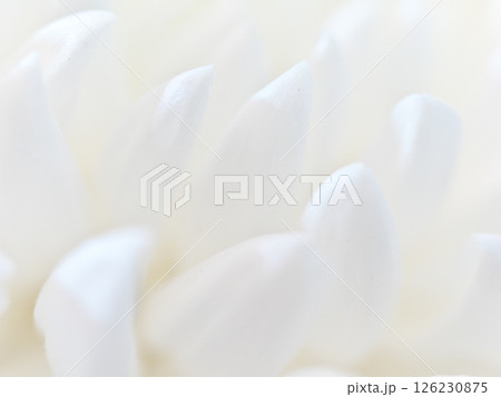 仏花(菊) 仏花(菊) 126230875