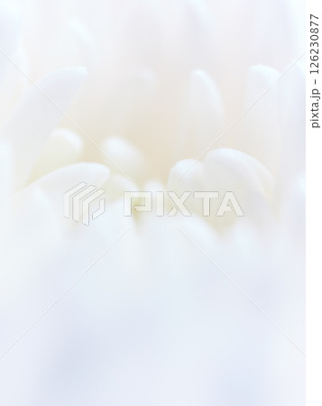 仏花(菊) 仏花(菊) 126230877