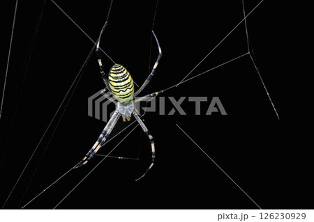 クモの一種 126230929