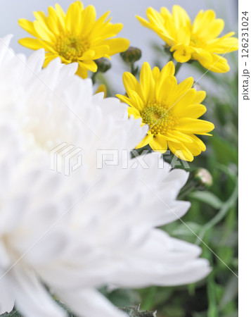 仏花(菊、シマカンギク) 仏花(菊、シマカンギク) 126231024