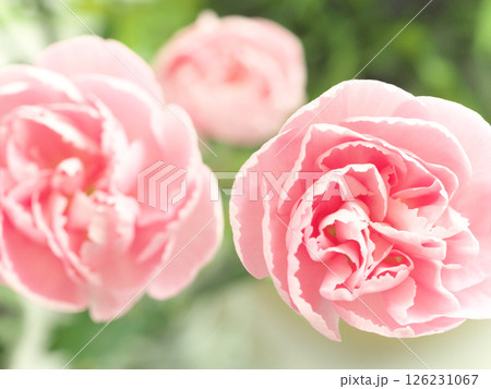 ピンク色のカーネーション 126231067