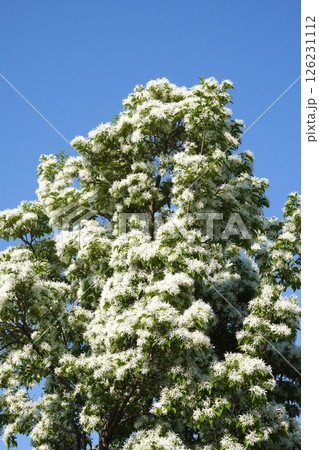 ヒトツバタゴの白い花・2025年4月 ヒトツバタゴの白い花・2025年4月 126231112