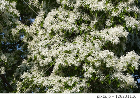 ヒトツバタゴの白い花・2025年4月　 126231116